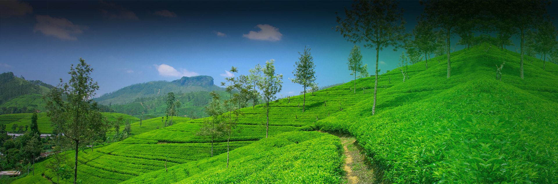 Carmelagiri Elephant Park Munnar