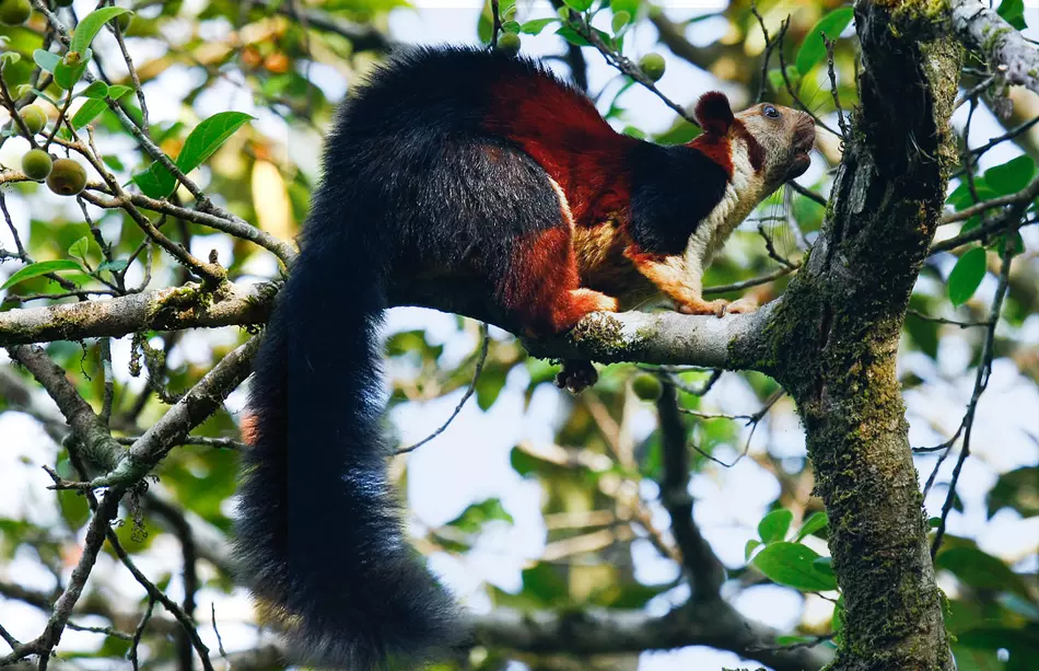 Eravikulam national park