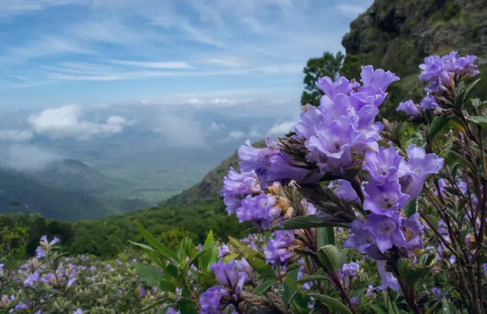 Eravikulam national park- Neelakuriji