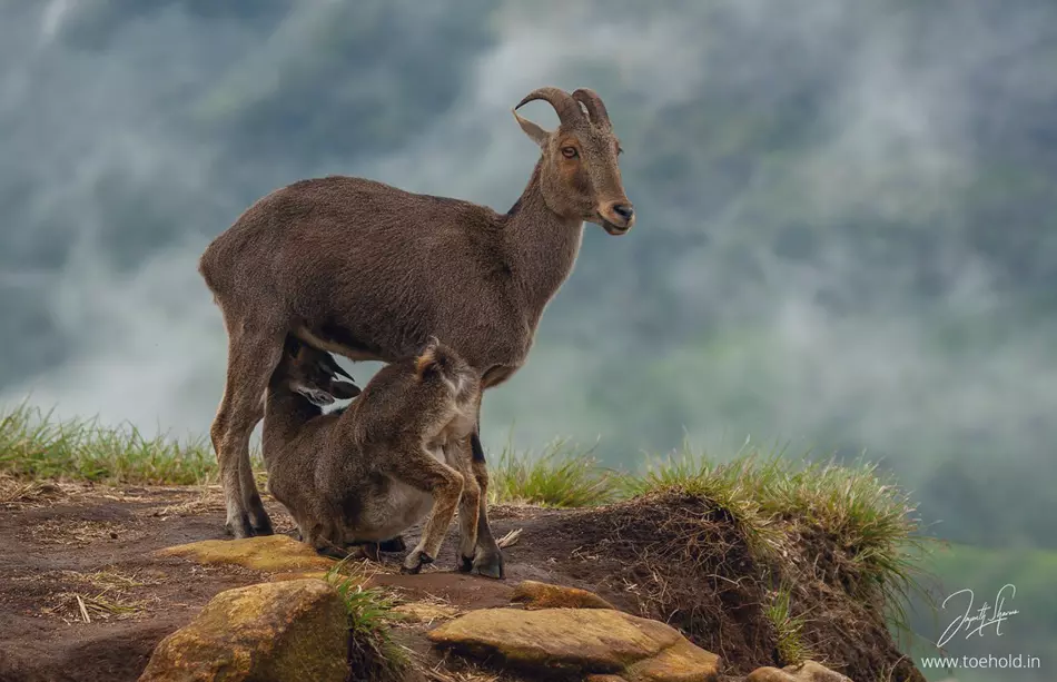 Eravikulam national park 