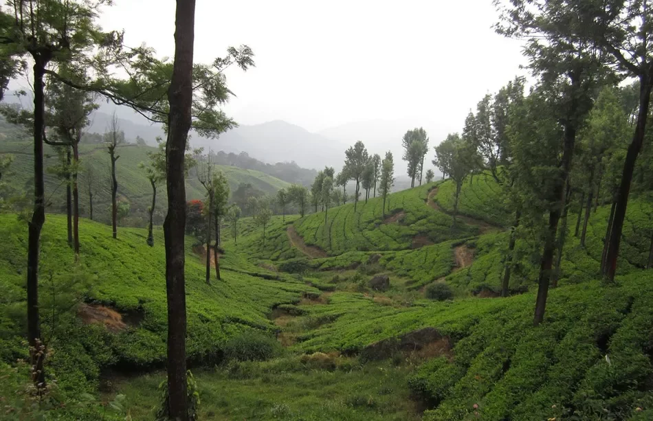 Sandalwood Forest