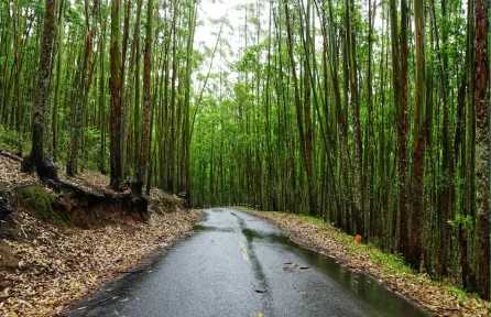 Pampadum Shola National Park Munnar