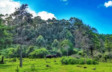 Pampadum Shola National Park Munnar