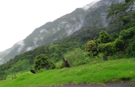 Pampadum Shola National Park Munnar