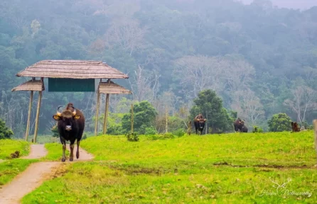 Pampadum Shola National Park Munnar