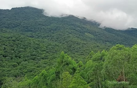 Pampadum Shola National Park Munnar