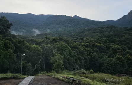 Pampadum Shola National Park Munnar