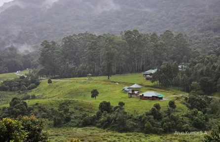 Pampadum Shola National Park Munnar