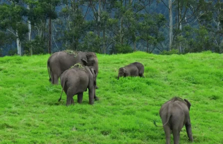 Pullu Medu, Elephant View Point