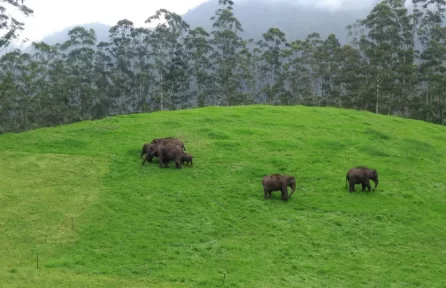 Pullu Medu, Elephant View Point