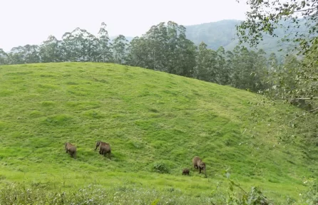 Pullu Medu, Elephant View Point