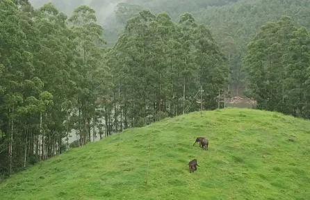 Pullu Medu, Elephant View Point