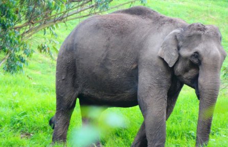 Pullu Medu, Elephant View Point