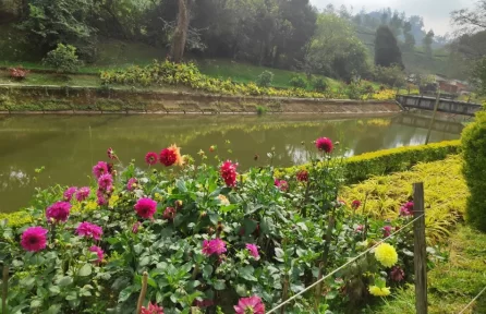 Blossom Hydel Park