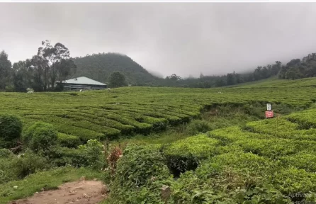 Carmelagiri Elephant Park Munnar