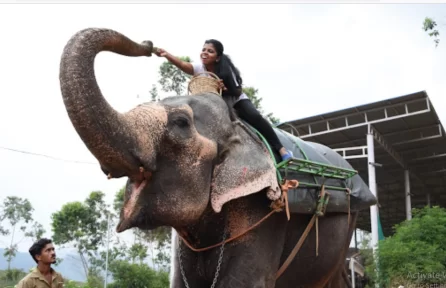 Carmelagiri Elephant Park Munnar