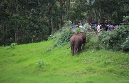 Carmelagiri Elephant Park Munnar