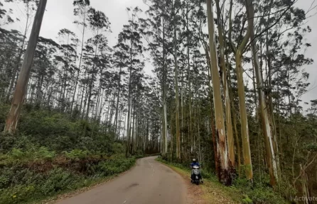 Carmelagiri Elephant Park Munnar