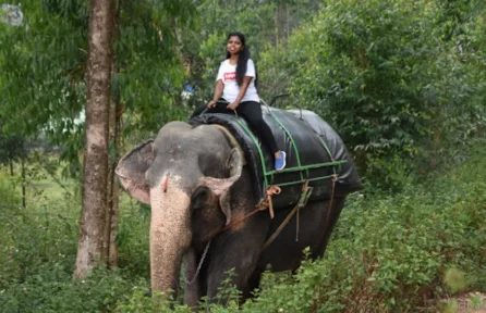 Carmelagiri Elephant Park Munnar