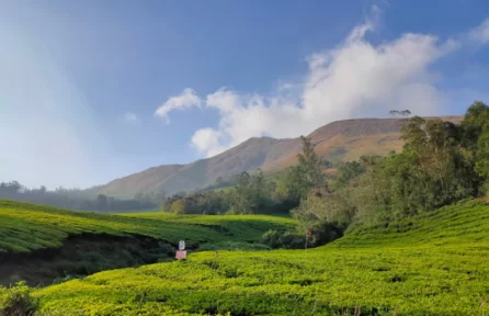 Carmelagiri Elephant Park Munnar