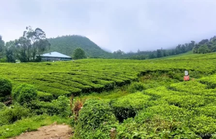 Carmelagiri Elephant Park Munnar