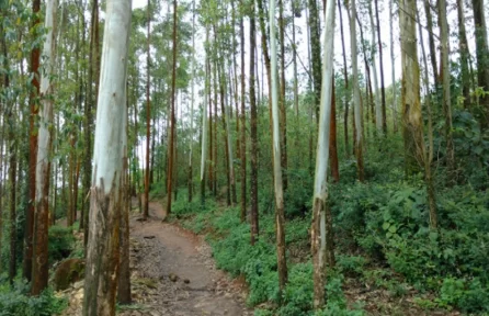 Carmelagiri Elephant Park Munnar