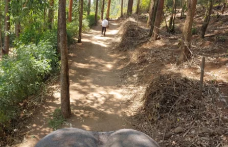 Carmelagiri Elephant Park Munnar