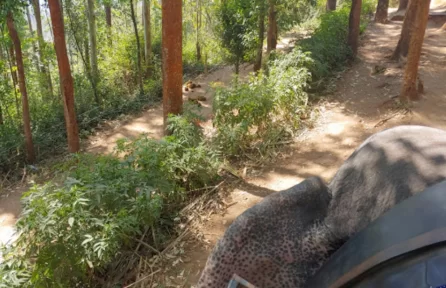 Carmelagiri Elephant Park Munnar