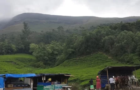 Carmelagiri Elephant Park Munnar