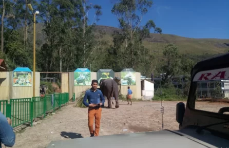 Carmelagiri Elephant Park Munnar