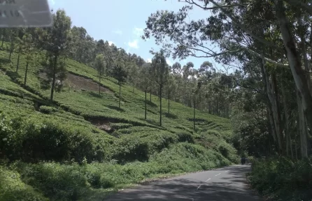 Carmelagiri Elephant Park Munnar