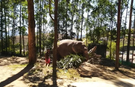 Carmelagiri Elephant Park Munnar