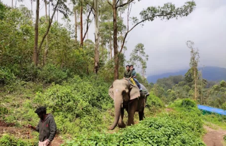 Carmelagiri Elephant Park Munnar