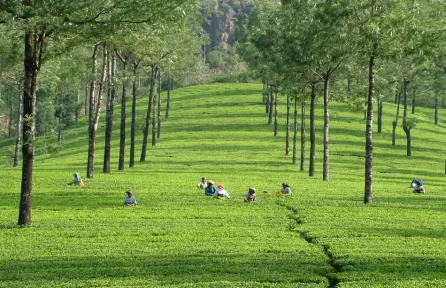 Laxmi Estate