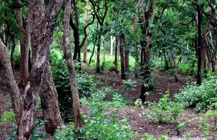 Sandalwood Forest