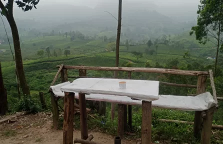 Tea Plantation