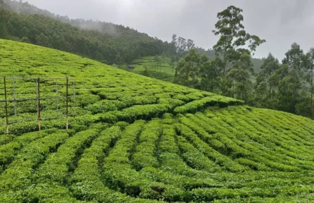 Photo Point Munnar