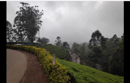 view from Photo Point Munnar