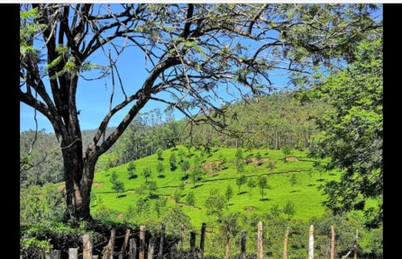 Photo Point Munnar