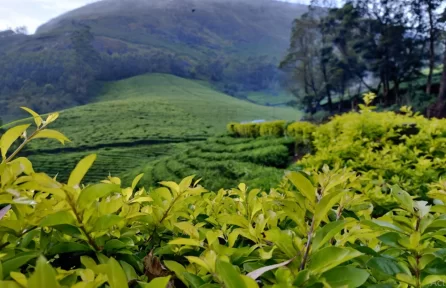 Photo Point Munnar