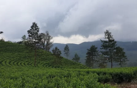 Photo Point Munnar