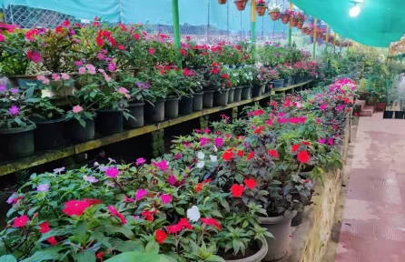 Rose Garden Munnar