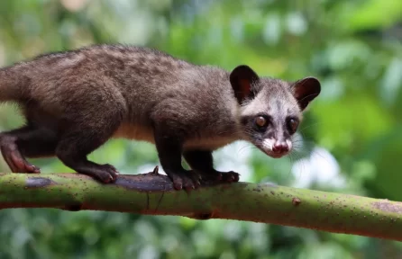 Brown-Palm-Civet-Pampadum Shola National Park Munnar