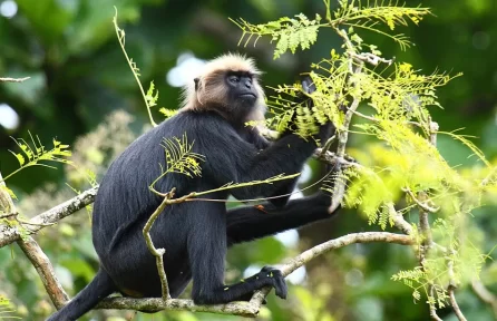 Nilgiri-Langur Pampadum Shola National Park Munnar