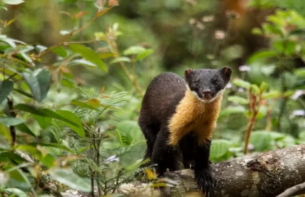 Nilgiri Marten Pampadum Shola National Park Munnar