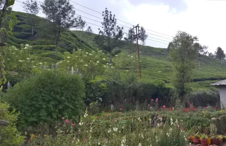 Nallathanni Estate Garden