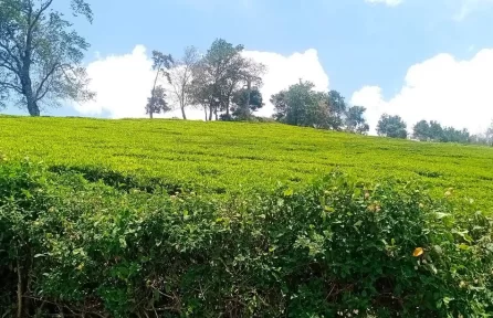 Photo Point Munnar