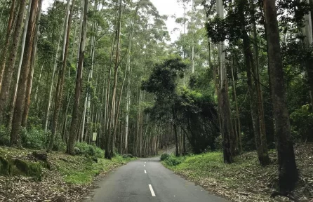 Vattavada Munnar