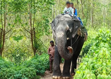 Carmelagiri Elephant Park Munnar