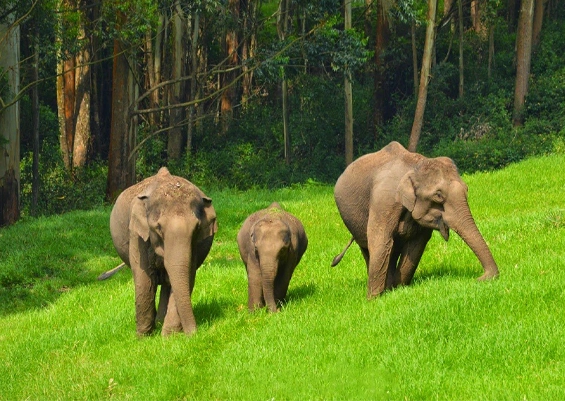 Pullu Medu, Elephant View Point